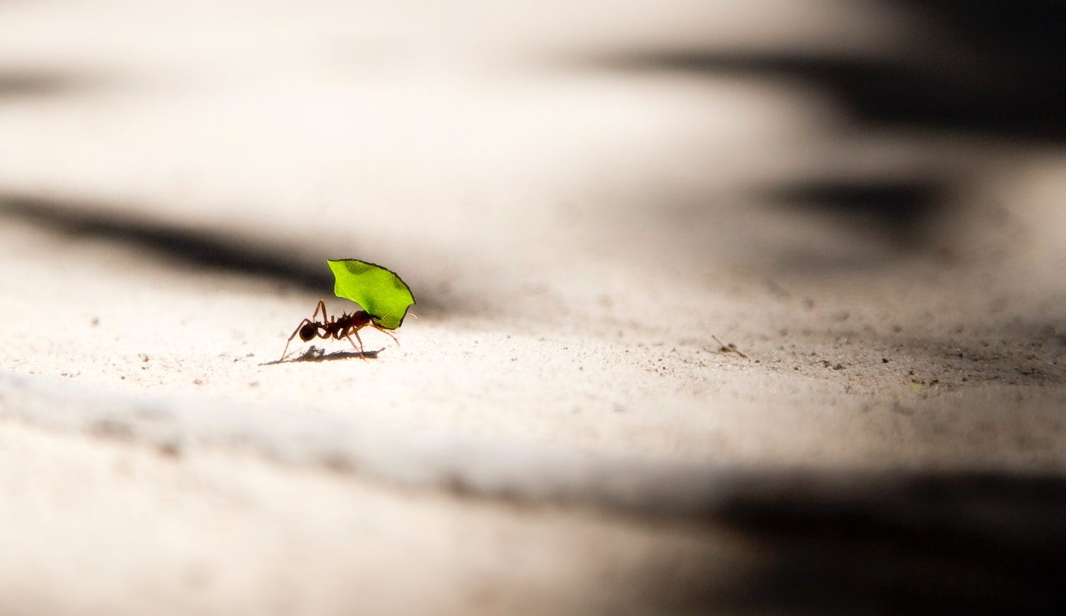 small ant carrying a piece of leaf